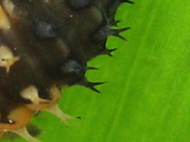 larvelieveheersbeestdetail