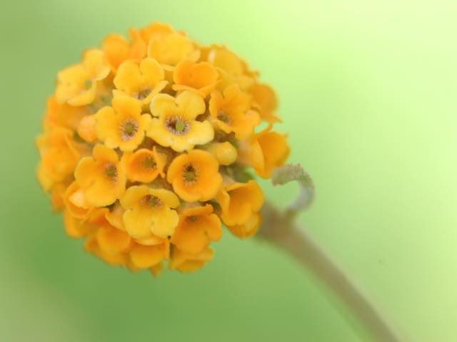oranjebal444