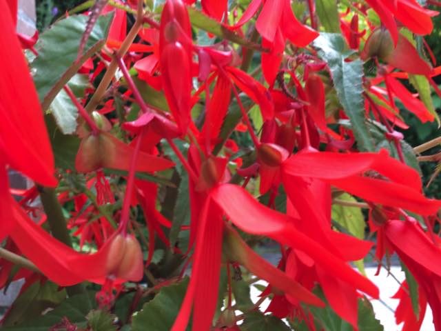 knolbegonia