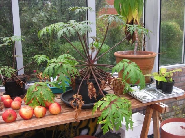 palmboom6jnov1